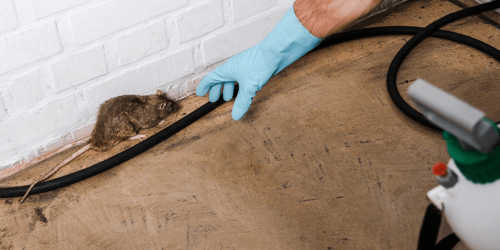 formation dératisation