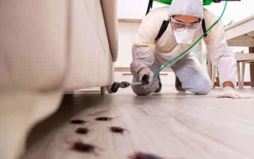 formation désinsectisation